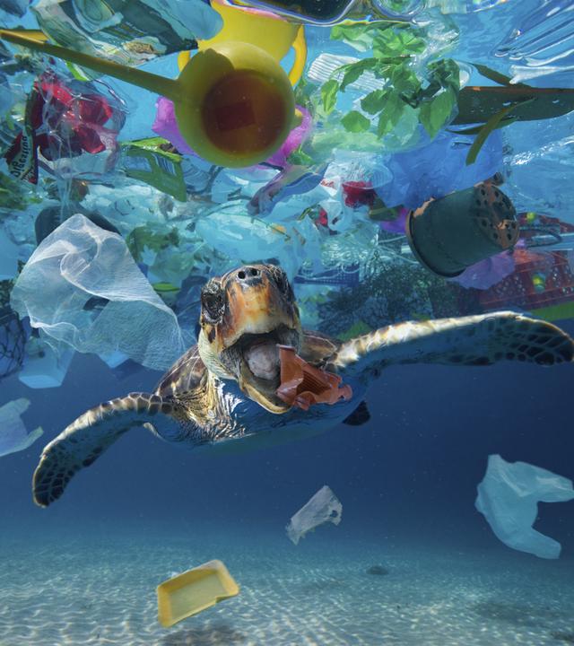 Plastikmüll im Meer, der unter anderem Meeresschildköten in Gefahr bringt, war eines der Themen der UN-Ozeankonferenz in Nizza