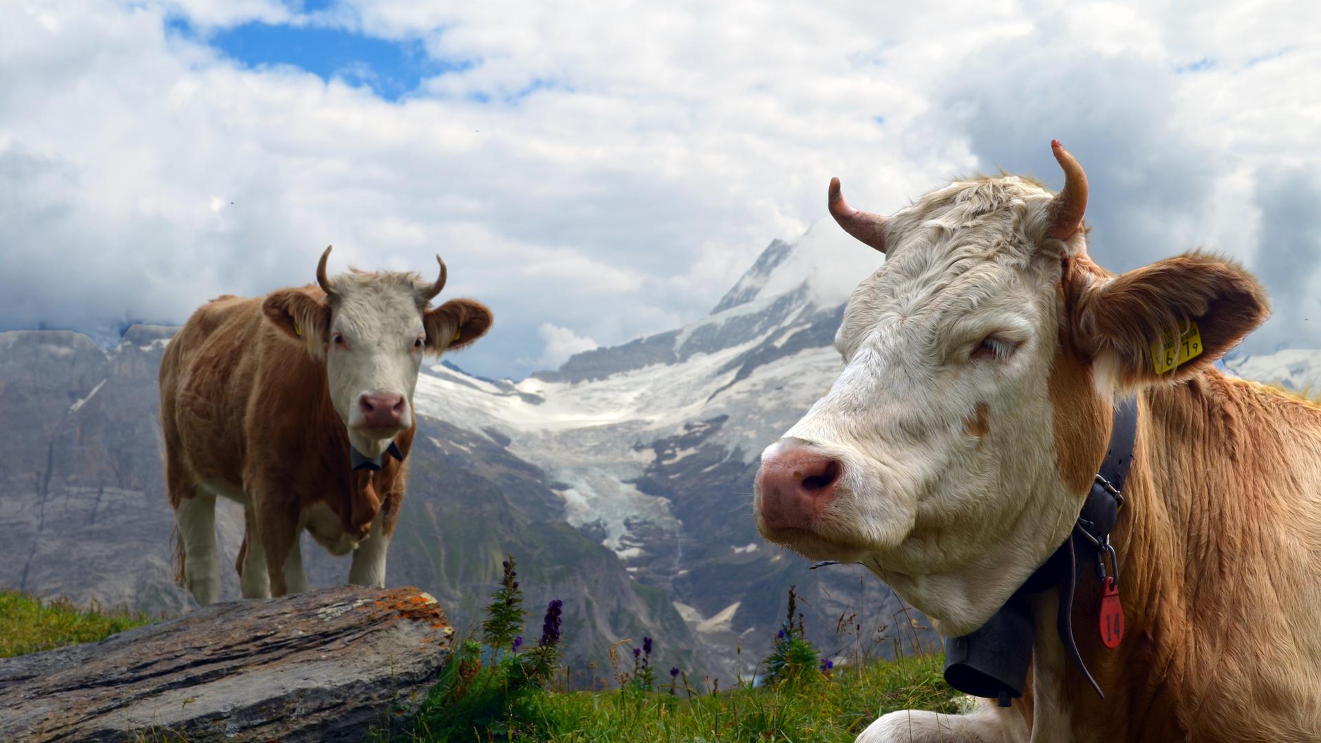 Traditionelle Schweizer Berglandschaft mit Kühen – eine Idylle, bei der man fast vergisst: Die offiziellen Klimazahlen sind geschönt, da viele Emissionen im Ausland entstehen