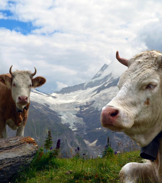 Traditionelle Schweizer Berglandschaft mit Kühen – eine Idylle, bei der man fast vergisst: Die offiziellen Klimazahlen sind geschönt, da viele Emissionen im Ausland entstehen
