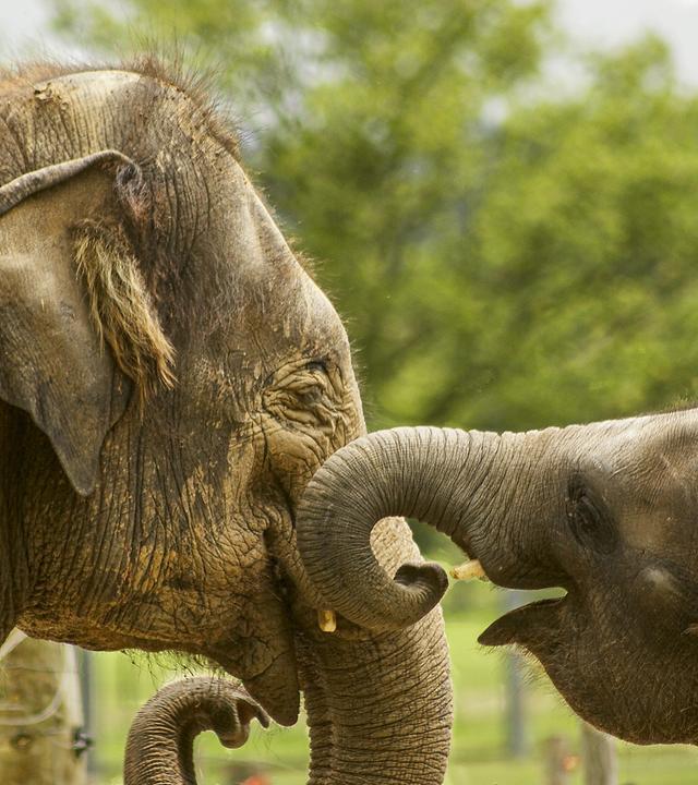 Ein Elefantenbaby steht neben seiner Mutter – Symbol für den bedrohten Artenreichtum, den das Washingtoner Artenschutzabkommen seit 50 Jahren schützt.