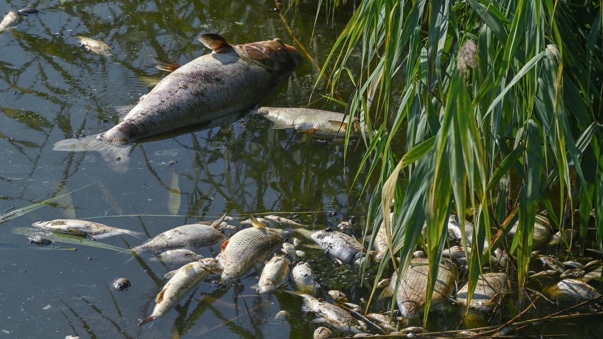 Tote Fische treiben an der Wasseroberfläche eines aufgeheizten Sees – sichtbare Folgen der steigenden Wassertemperaturen durch die Hitze.