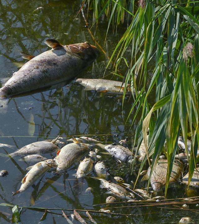 Tote Fische treiben an der Wasseroberfläche eines aufgeheizten Sees – sichtbare Folgen der steigenden Wassertemperaturen durch die Hitze.