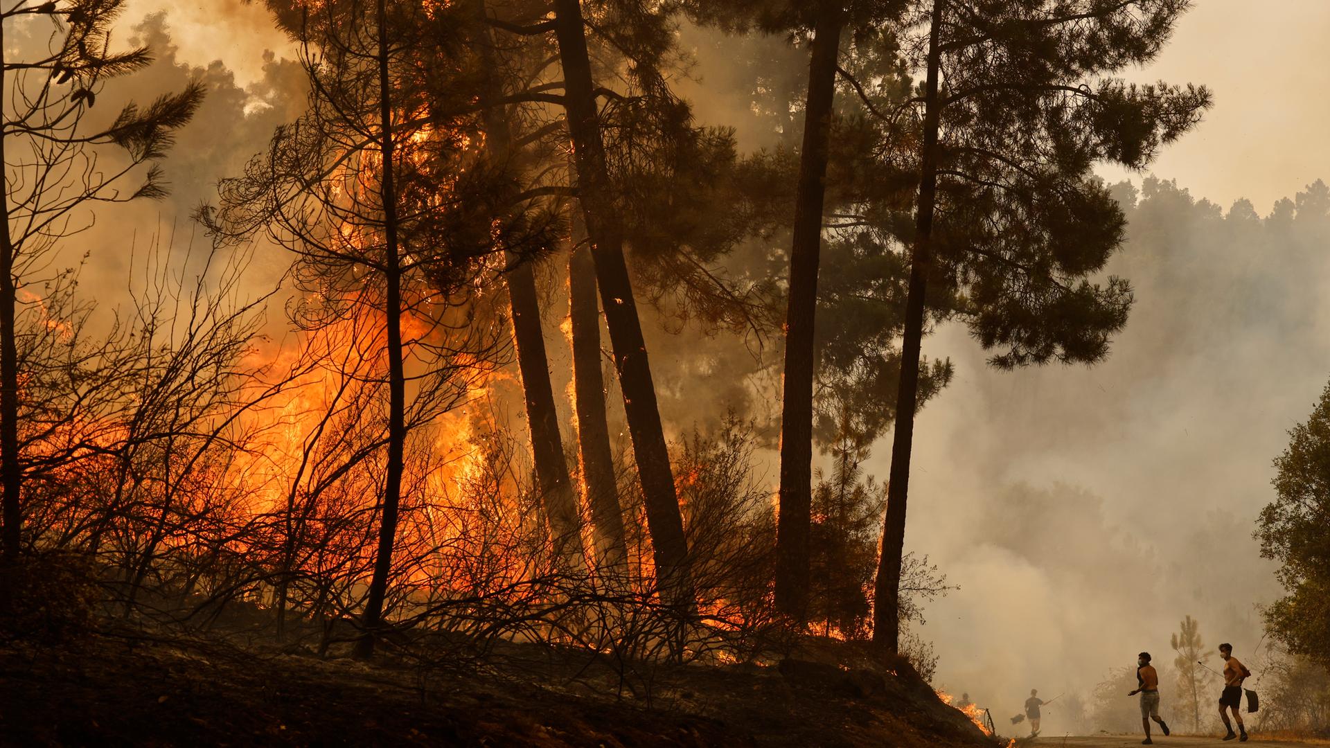 Flammen lodern in einem Wald – Symbol für die wachsende Bedrohung durch Waldbrände und die Notwendigkeit neuer Präventionsstrategien