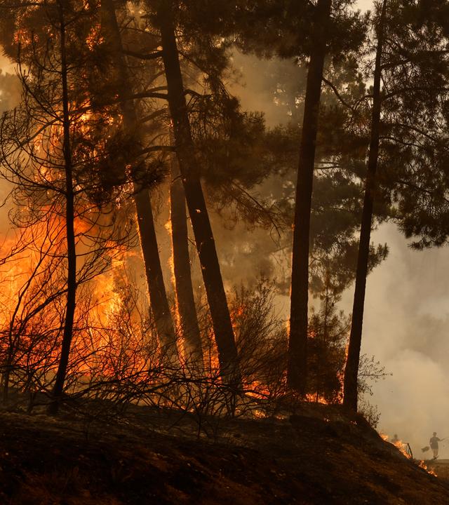 Flammen lodern in einem Wald – Symbol für die wachsende Bedrohung durch Waldbrände und die Notwendigkeit neuer Präventionsstrategien