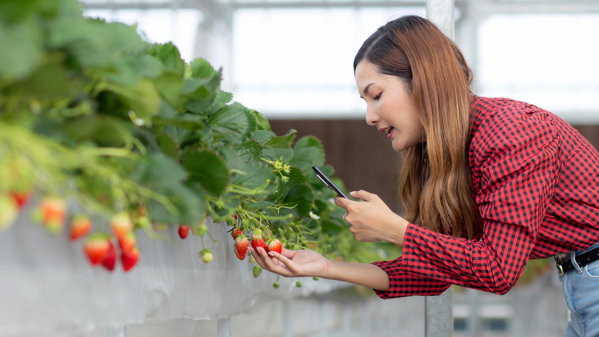 Frau hält ihr Smartphone auf Erdbeerpflanze