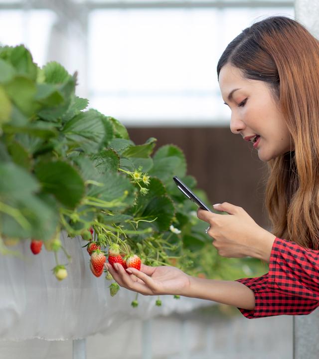 Frau hält ihr Smartphone auf Erdbeerpflanze