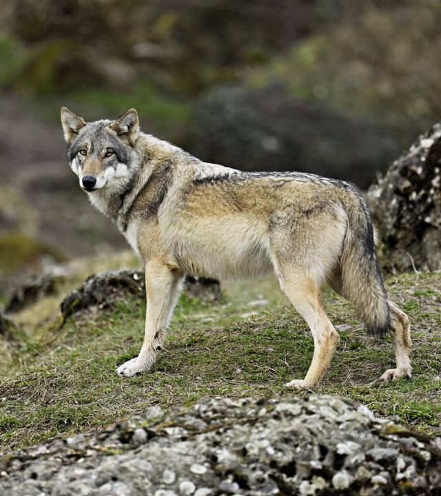Ein Europäischer Wolf (Canis lupus lupus) steht auf Wiese zwischen Felsen in den Schweizer Bergen. 