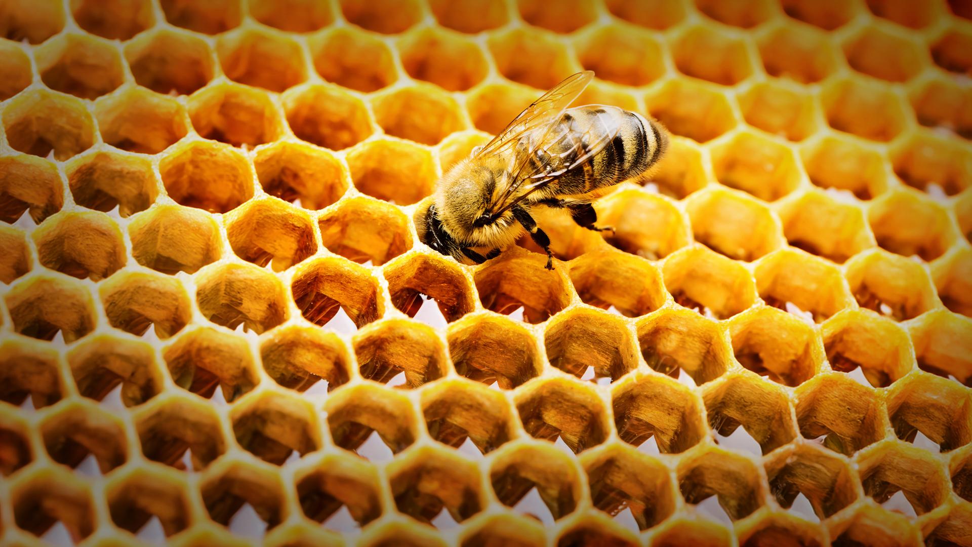 Bienen sind ein arbeitsames Volk. Mit Infrarotkameras und KI blicken Grazer Wissenschaftler erstmals tief ins Innere eines Bienenstocks – und entdecken, wie die Königin schläft, regiert und ihre Untertanen steuert