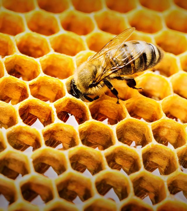 Bienen sind ein arbeitsames Volk. Mit Infrarotkameras und KI blicken Grazer Wissenschaftler erstmals tief ins Innere eines Bienenstocks – und entdecken, wie die Königin schläft, regiert und ihre Untertanen steuert