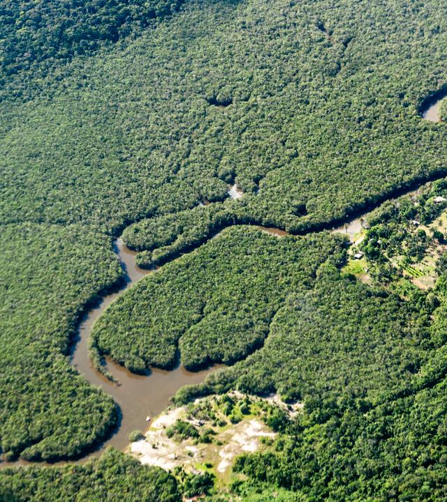 Amazonas-Regenwald: Brände, Abholzung und Dürre setzen zunehmend CO2 frei und gefährden die grüne Lunge unseres Klimas.
