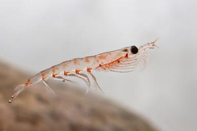 Fischerei setzt Krill unter Druck