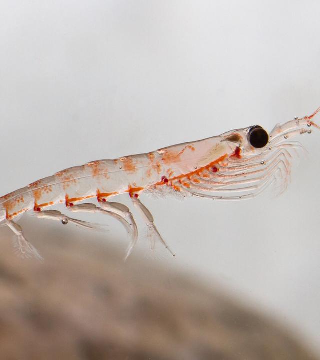 Der Krill, ein winziges Krebstier, ist die Grundlage des antarktischen Nahrungsnetzes – bedroht durch Fischerei und Klimawandel.“