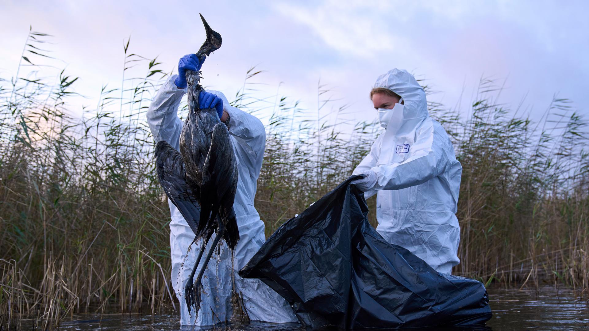 Die Vogelgrippe wütet in Deutschland: Über eine halbe Million Tiere wurden bereits gekeult, Kraniche sterben in großen Zahlen. Was steckt hinter dieser schnellen Ausbreitung?