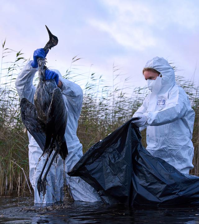 Die Vogelgrippe wütet in Deutschland: Über eine halbe Million Tiere wurden bereits gekeult, Kraniche sterben in großen Zahlen. Was steckt hinter dieser schnellen Ausbreitung?