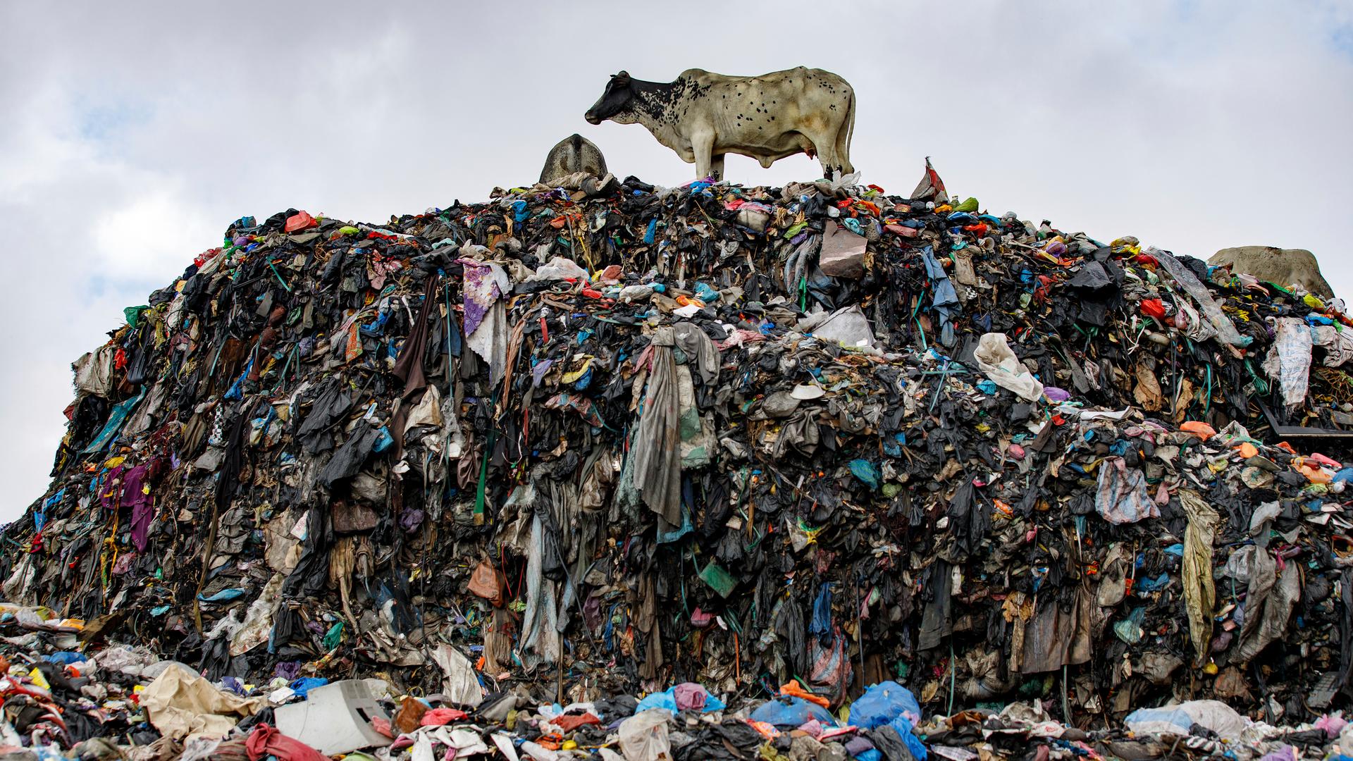 In Ghana türmen sich Müllberge aus Europas weggeworfenen Altkleidern, selbst Kühe stehen darauf – eine wachsende Umweltkatastrophe.