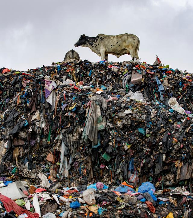 In Ghana türmen sich Müllberge aus Europas weggeworfenen Altkleidern, selbst Kühe stehen darauf – eine wachsende Umweltkatastrophe.