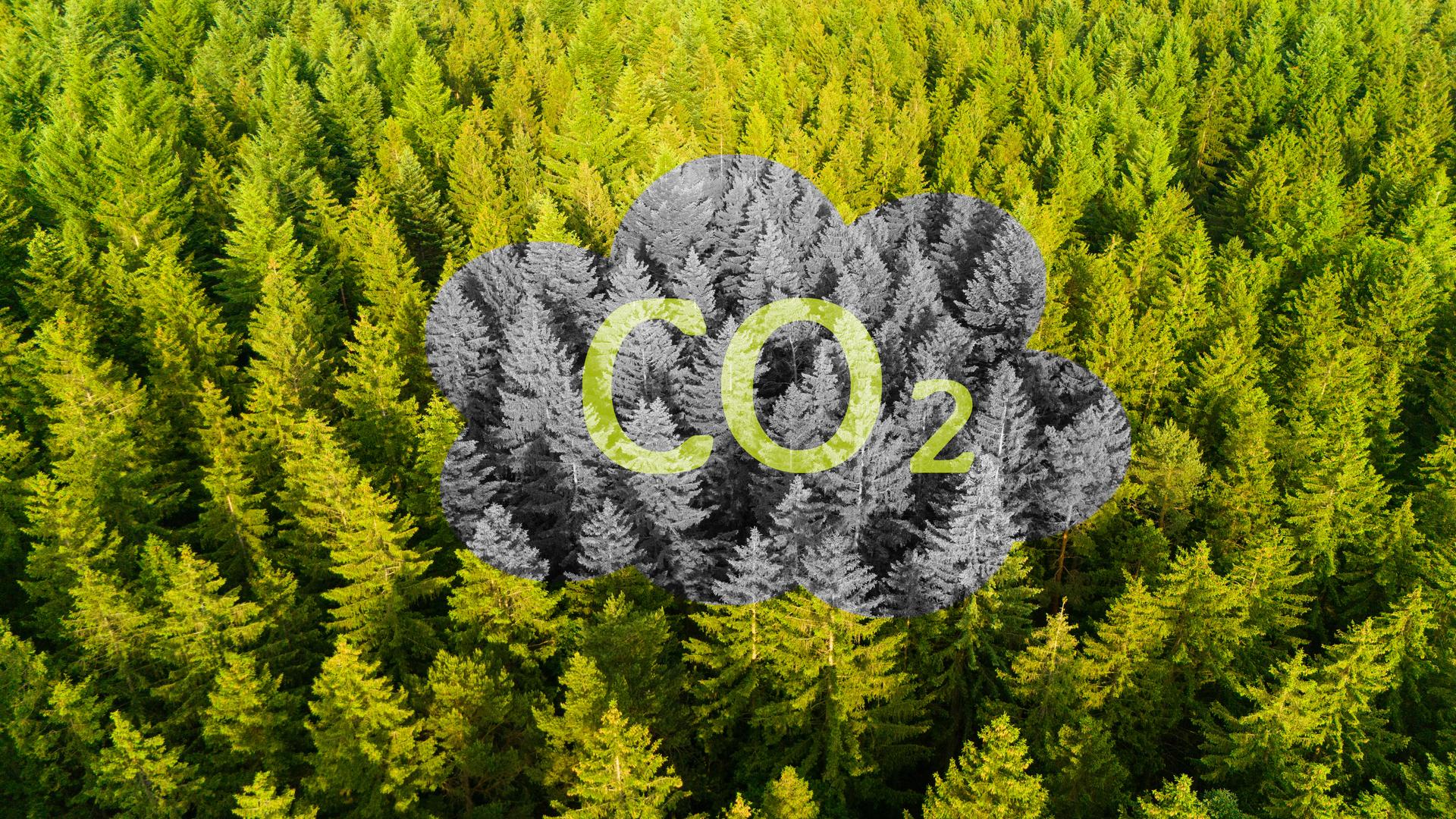 Die 1,5-Grad-Grenze rückt näher. Nur noch vier Jahre, bis das CO2-Budget aufgebraucht ist. Doch Erneuerbare Energien bieten Hoffnung für die Zukunft. Das Foto eines Waldes mit dem Schriftzug "CO2" symbolisiert die Dringlichkeit.