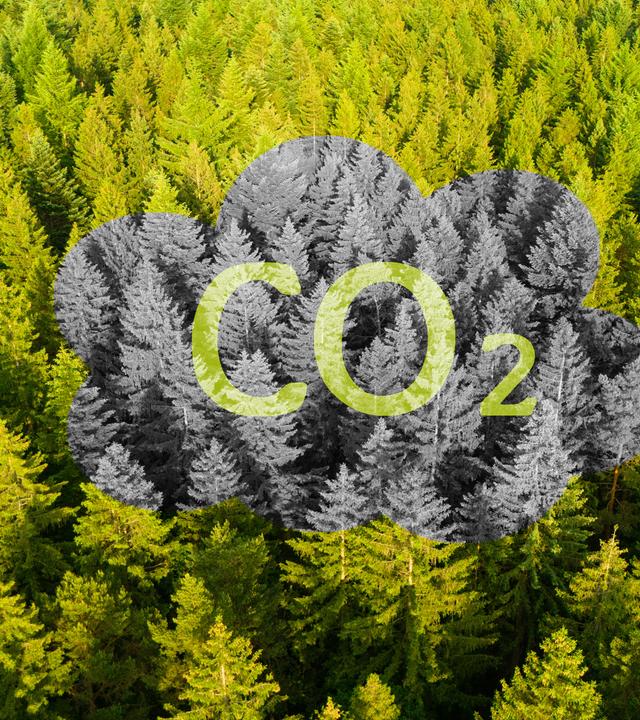 Die 1,5-Grad-Grenze rückt näher. Nur noch vier Jahre, bis das CO2-Budget aufgebraucht ist. Doch Erneuerbare Energien bieten Hoffnung für die Zukunft. Das Foto eines Waldes mit dem Schriftzug "CO2" symbolisiert die Dringlichkeit.