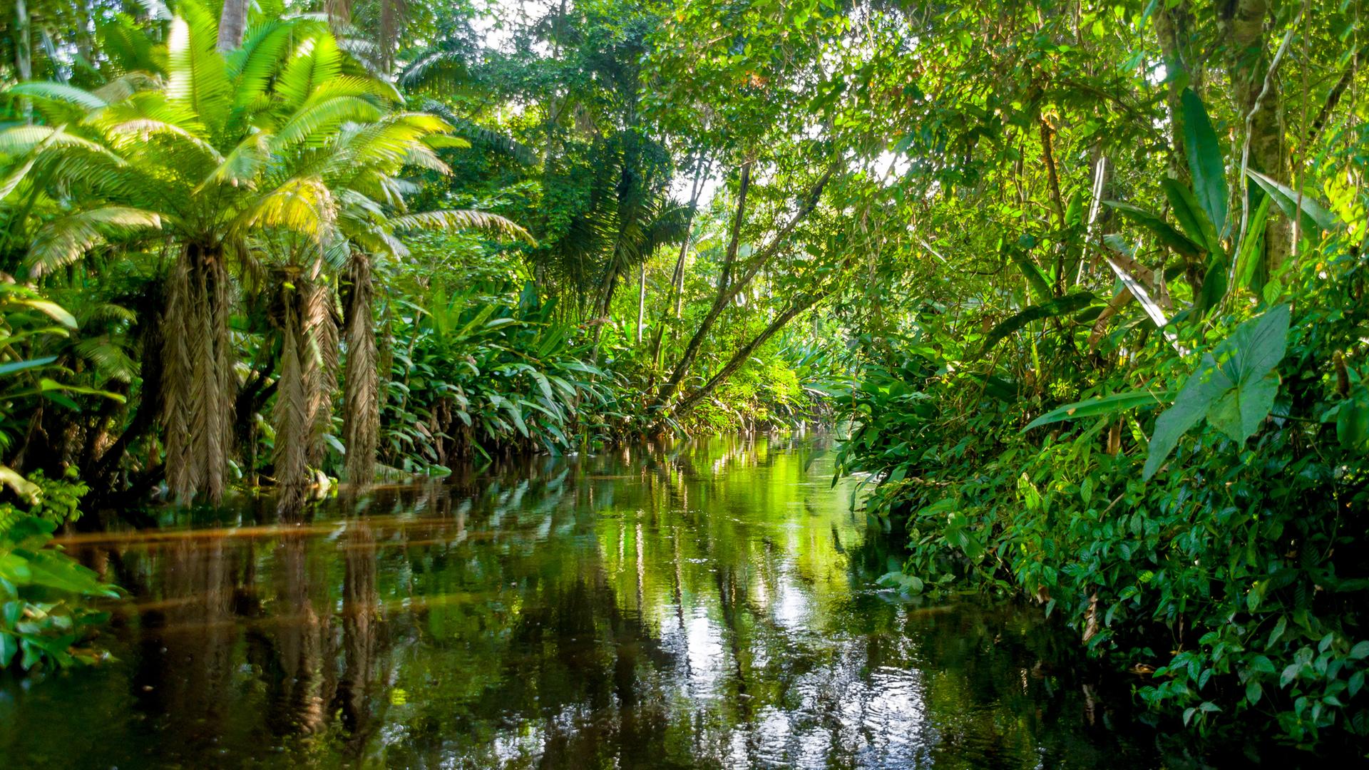 Was passiert, wenn der Amazonas-Regenwald höherem CO2 ausgesetzt wird? Verliert er dann seine Rolle als Klimaretter? Bild: Regenwald in Brasilien