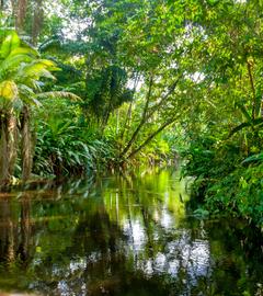 Kleiner Fluss im Regenwald