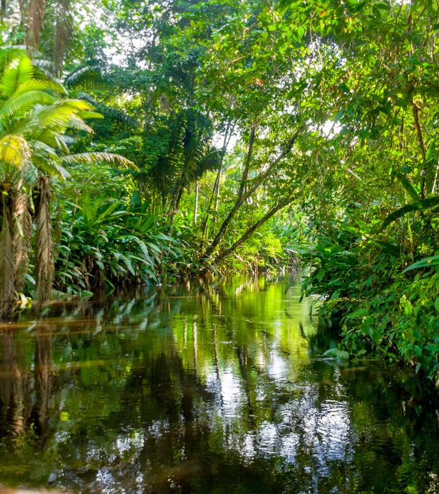 Was passiert, wenn der Amazonas-Regenwald höherem CO2 ausgesetzt wird? Verliert er dann seine Rolle als Klimaretter? Bild: Regenwald in Brasilien