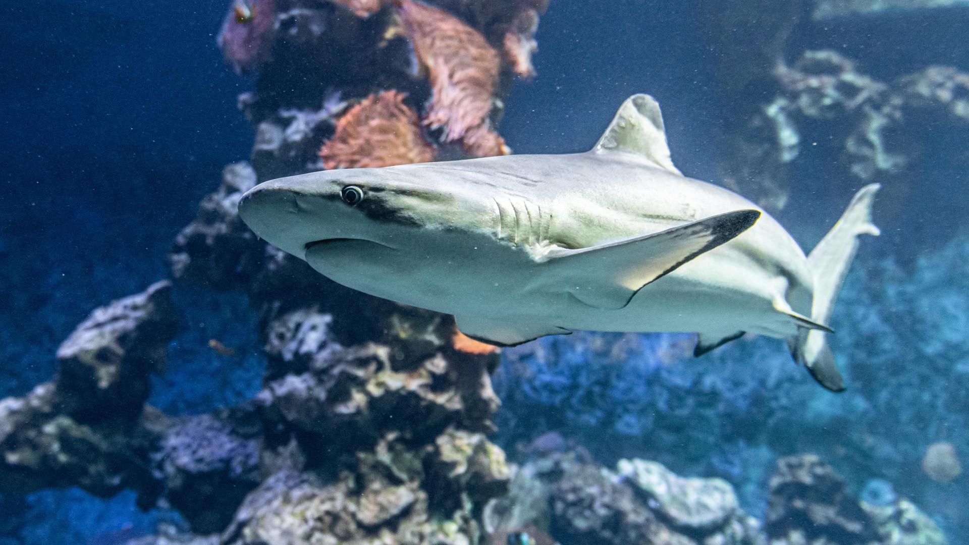 Haie - wie hier im Ozean zu sehen, verschwinden, Reptilien und Pflanzen werden geschmuggelt. Die CITES-Konferenz in Usbekistan kämpft für Artenschutz.