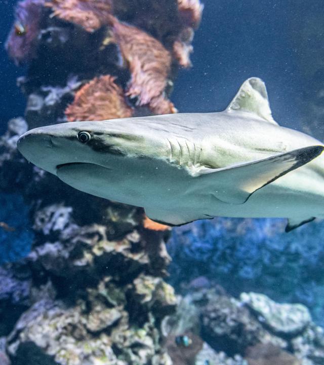 Haie - wie hier im Ozean zu sehen, verschwinden, Reptilien und Pflanzen werden geschmuggelt. Die CITES-Konferenz in Usbekistan kämpft für Artenschutz.