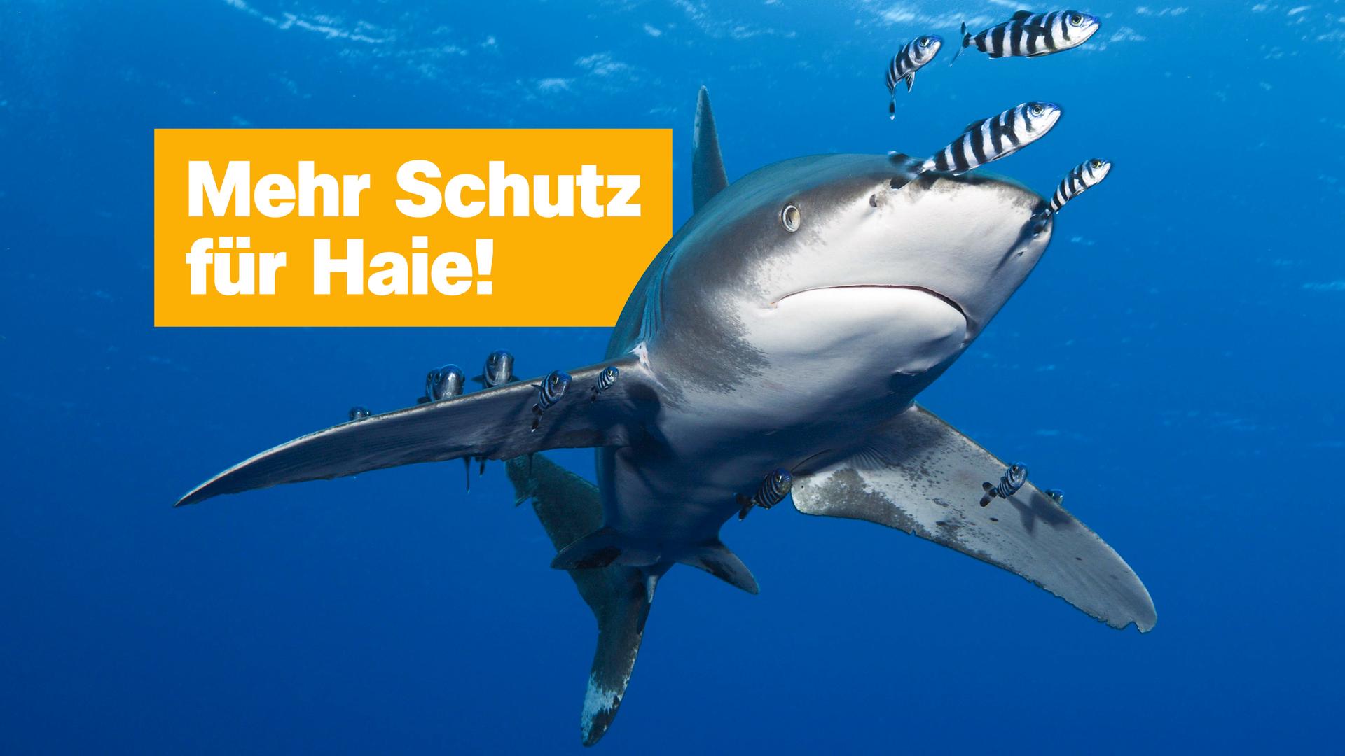 Mehr Schutz für Haie; Weissspitzen-Hochseehai