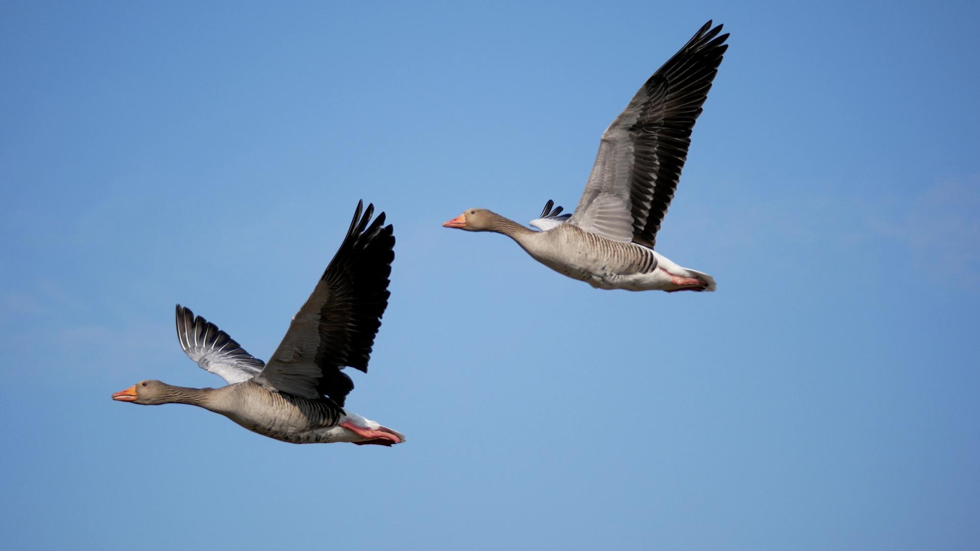 Wie finden Zugvögel - wie hier auf dem Bild zu sehen - ihren Weg über Tausende von Kilometern? Was, wenn die Quantenphysik dabei eine Rolle spielt?