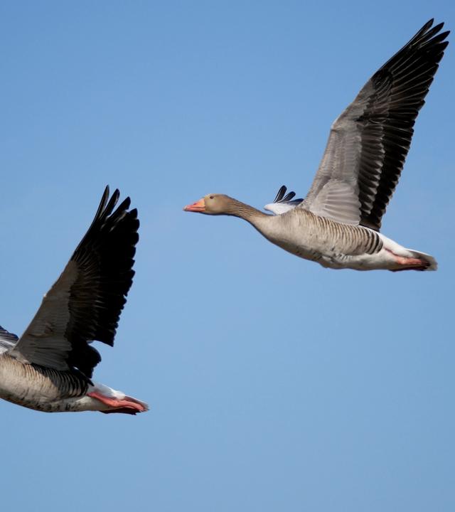 Wie finden Zugvögel - wie hier auf dem Bild zu sehen - ihren Weg über Tausende von Kilometern? Was, wenn die Quantenphysik dabei eine Rolle spielt?
