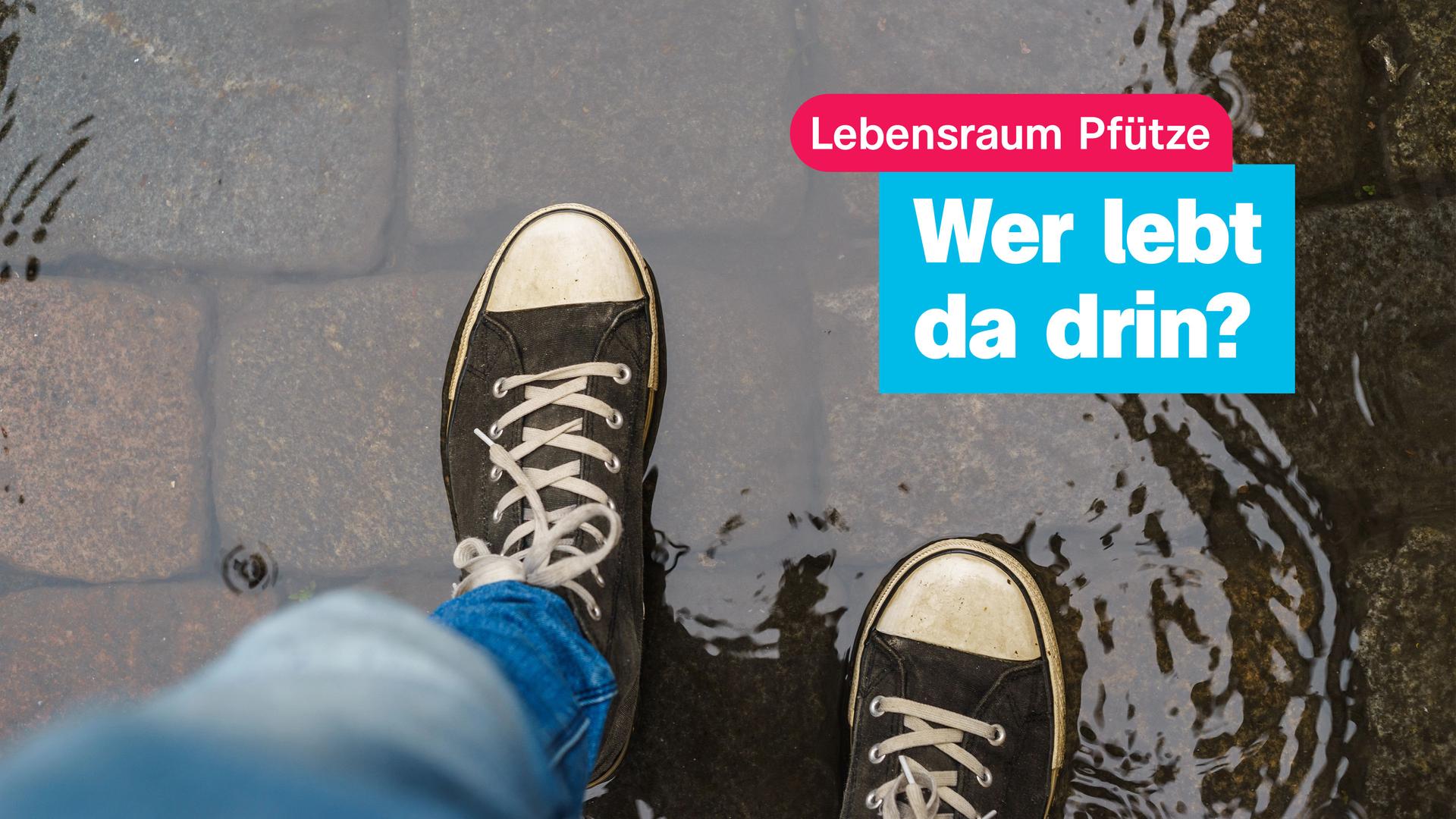 Sneaker in einer Pfütze; Lebensraum Pfütze; Wer lebt da drin?