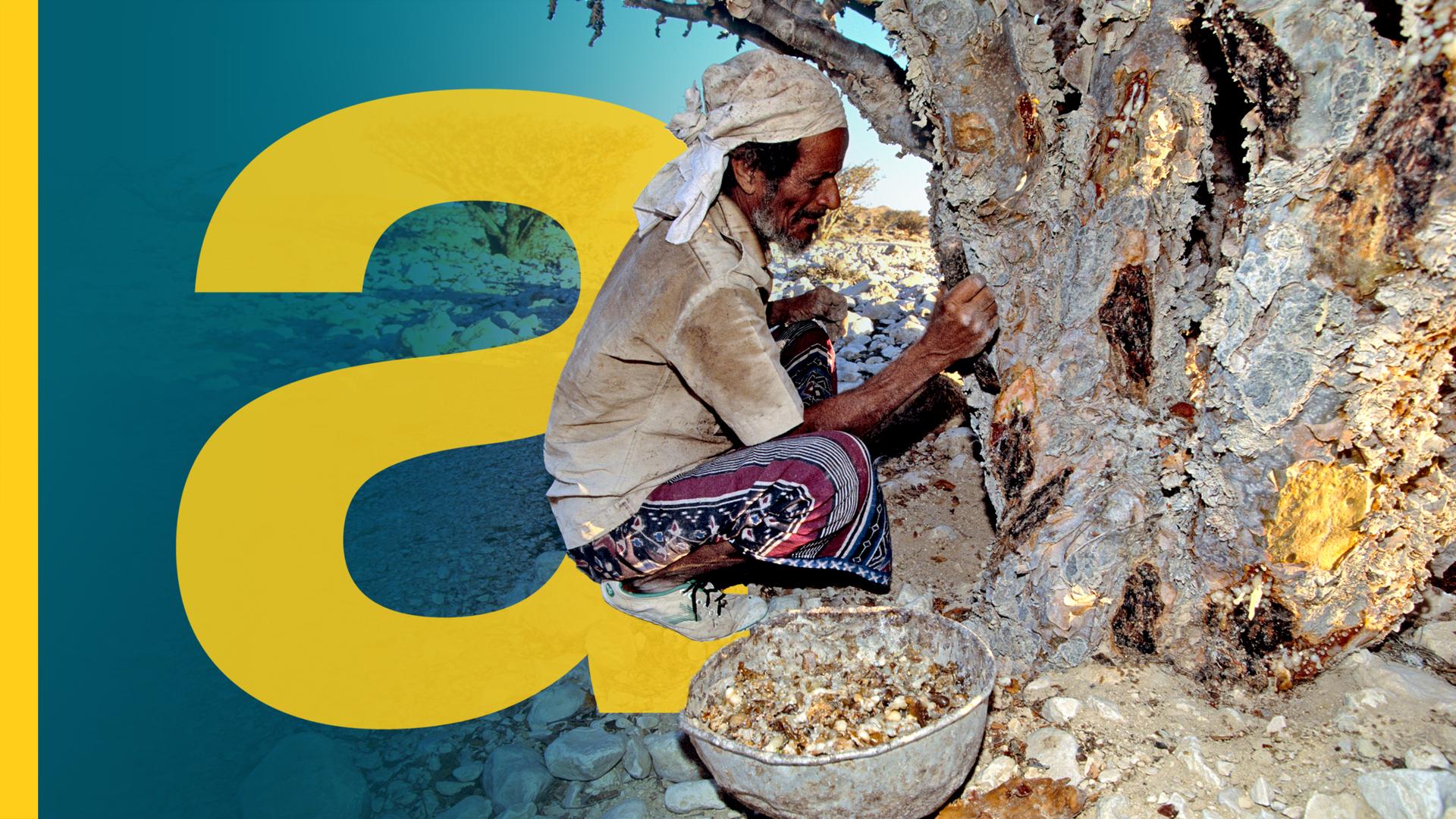 EIn Mann hockt bei der Ernte vor einem Weihrauchbaum in der Wüste.