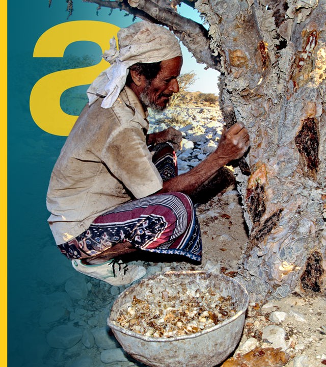 EIn Mann hockt bei der Ernte vor einem Weihrauchbaum in der Wüste.
