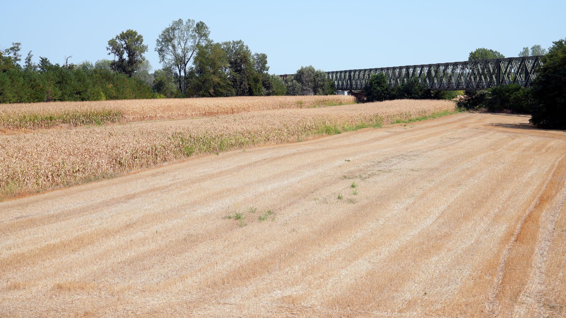 Vaccarizza, August 16, 2026. A field of corn dried up due to the drought; a water shortage next to the Ponte della Becca bridge