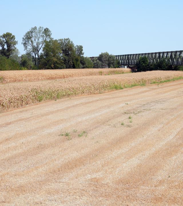 Vaccarizza, August 16, 2026. A field of corn dried up due to the drought; a water shortage next to the Ponte della Becca bridge