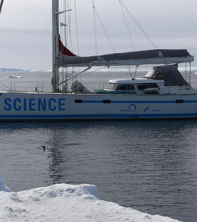 Forscher segeln in die Antarktis, um Pinguine, Klima und Plastik zu erforschen. (Bild zeigt Pinguine im Eis, neben ihnen steht Simeon Lisovski mit gelber Jacke)