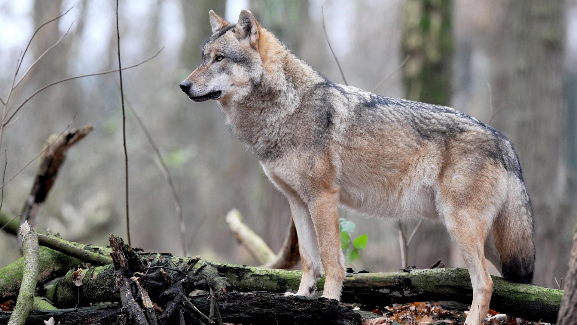 Problemwölfe im Visier: Ab Juli könnten Wölfe, die regelmäßig Nutztiere reißen, zur Jagd freigegeben werden.