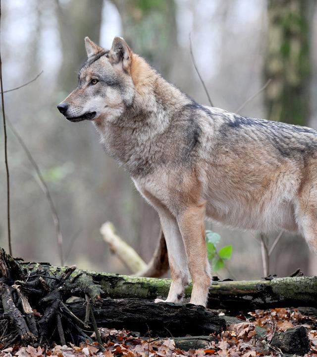 Problemwölfe im Visier: Ab Juli könnten Wölfe, die regelmäßig Nutztiere reißen, zur Jagd freigegeben werden.