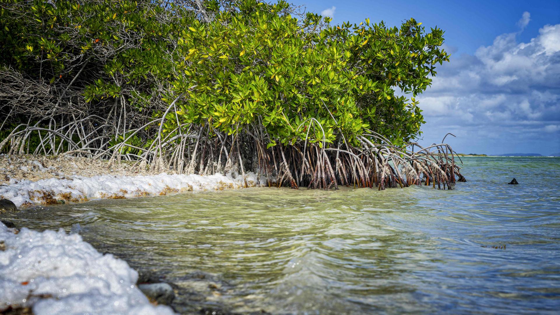 Das Urteil ist gefallen: Bonaire hat gegen die Niederlande gewonnen und verlangt jetzt konkreten Klimaschutz. ( Bild zeigt Mangroven an der Küste der Karibikinsel Bonaire)