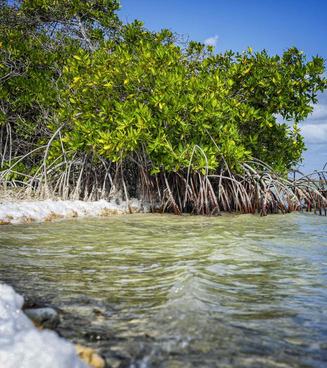 Das Urteil ist gefallen: Bonaire hat gegen die Niederlande gewonnen und verlangt jetzt konkreten Klimaschutz. ( Bild zeigt Mangroven an der Küste der Karibikinsel Bonaire)