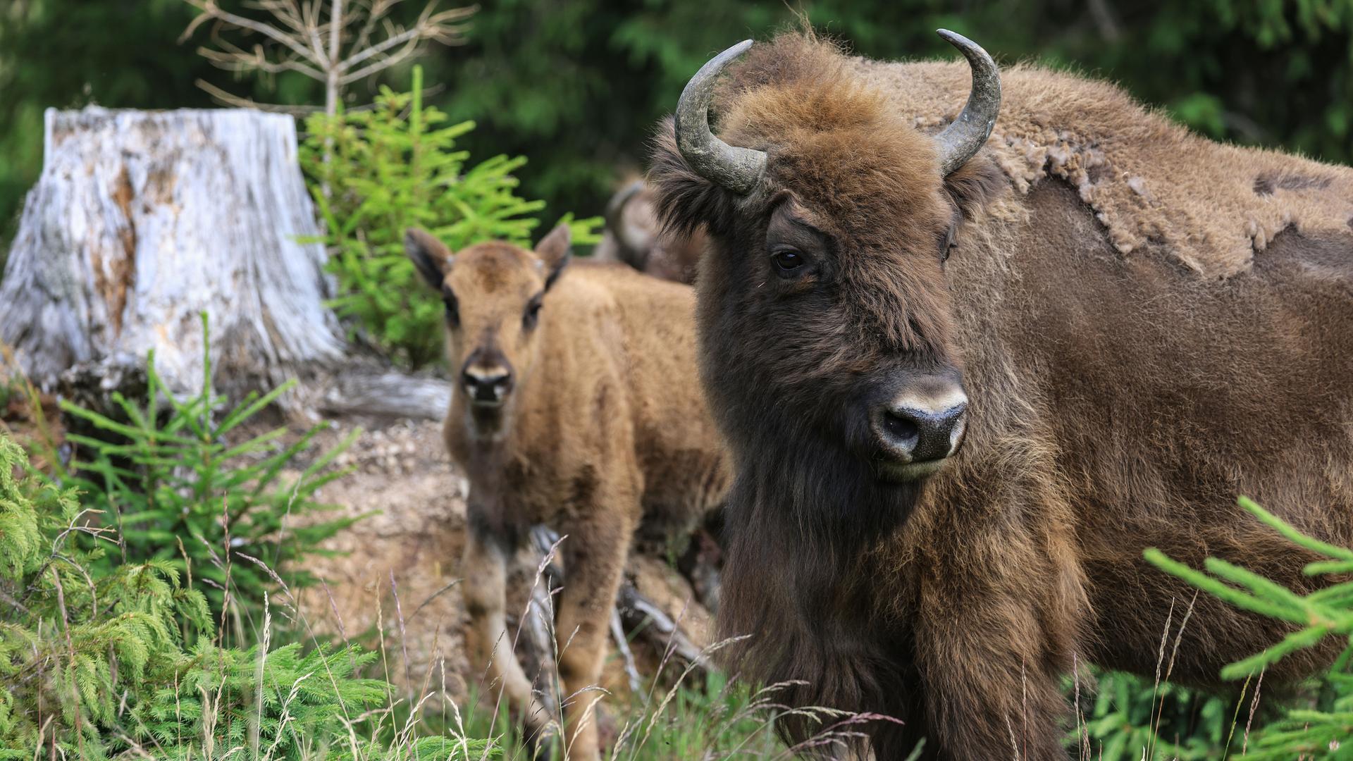 Wisente in freier Landschaft – Symbol für Auswilderung und die Rückkehr bedrohter Arten in stabile Lebensräume.