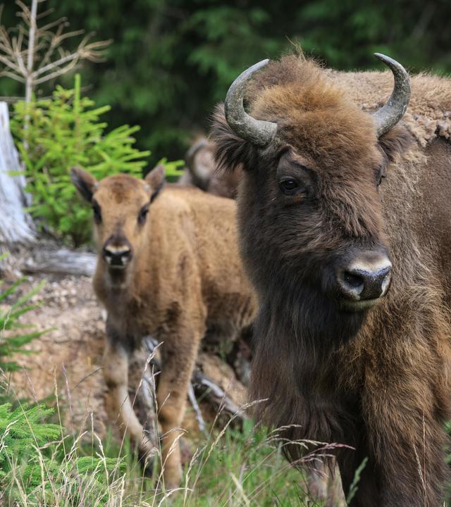Wisente in freier Landschaft – Symbol für Auswilderung und die Rückkehr bedrohter Arten in stabile Lebensräume.