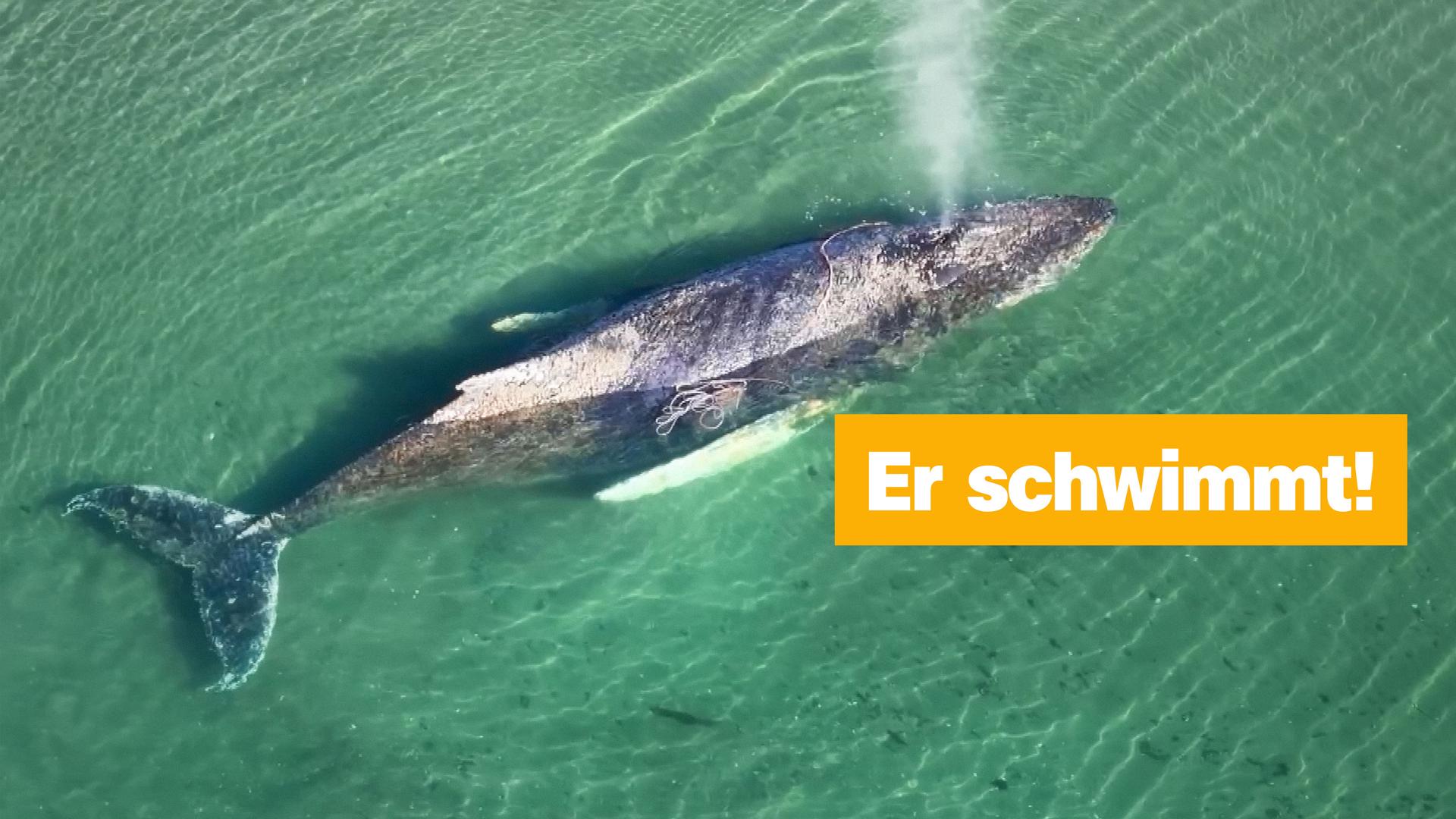 Wal im Meer. "Er schwimmt"