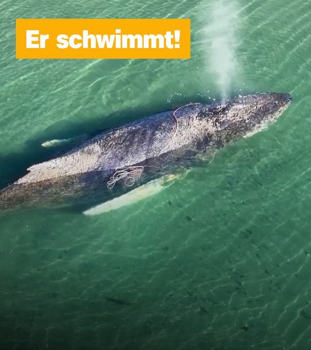 Wal im Meer. "Er schwimmt"