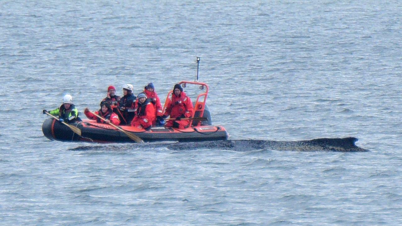 Helfer am Buckelwal in einem Boot auf der Ostsee