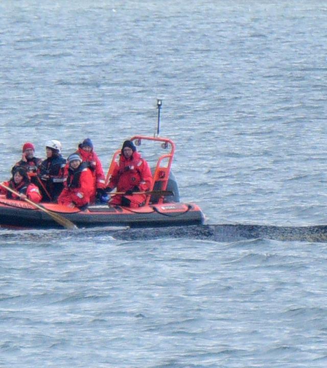 Helfer am Buckelwal in einem Boot auf der Ostsee