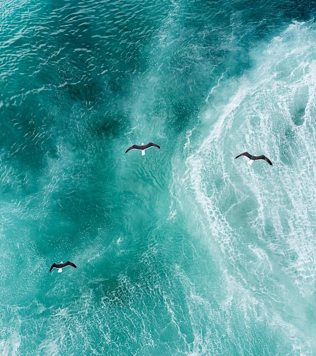 Drei Möwen über Meer