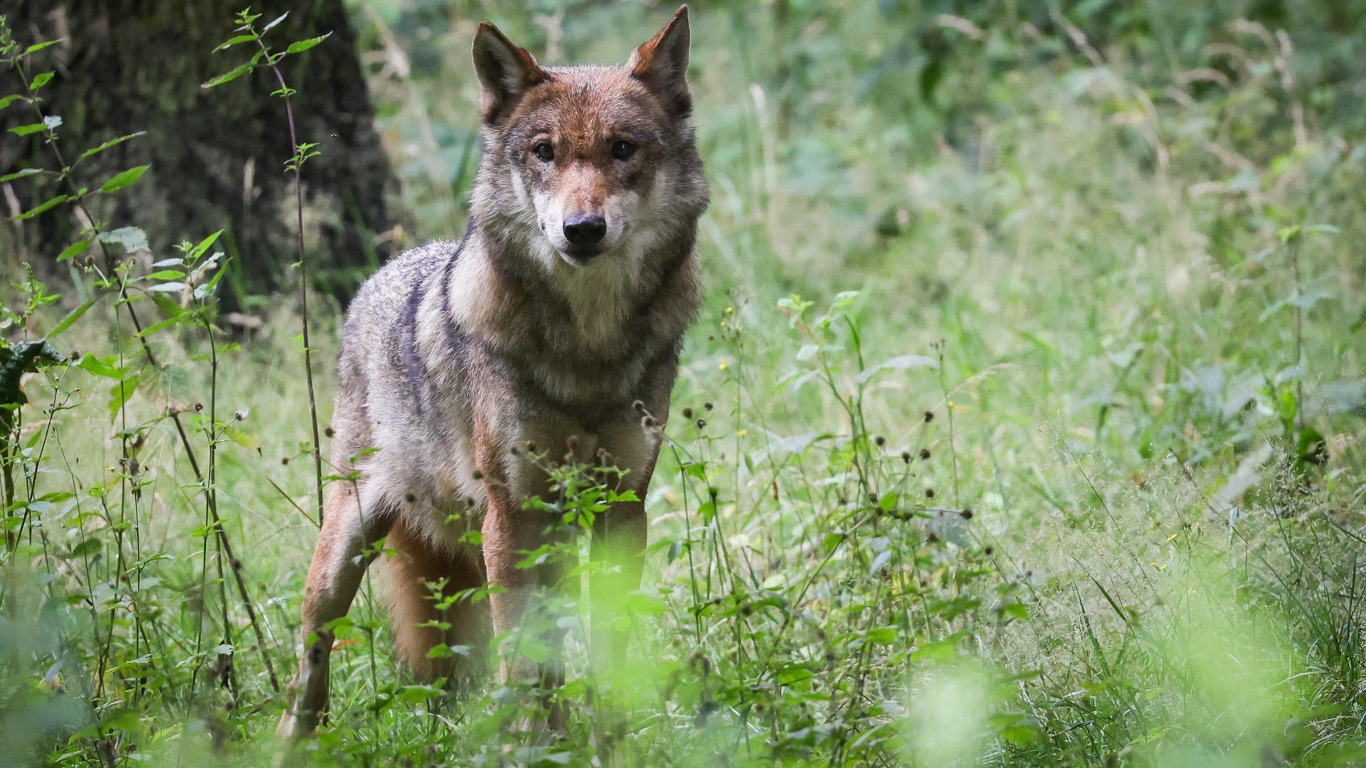 Ein Wolf blickt durch Gräser hindurch 