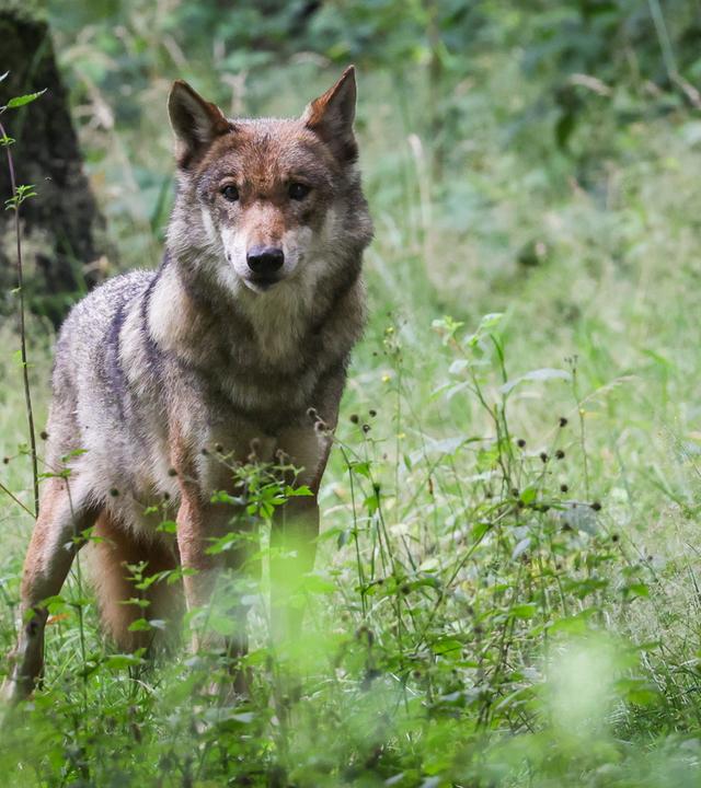 Ein Wolf blickt durch Gräser hindurch 