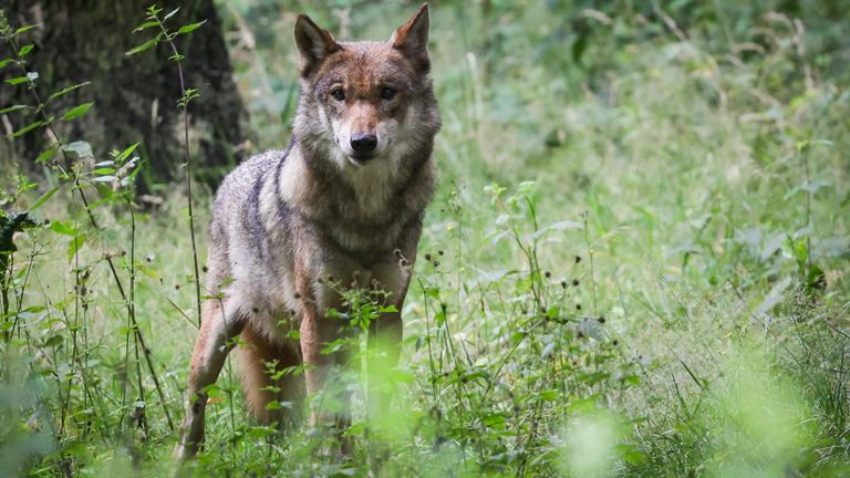 Ein Wolf blickt durch Gräser hindurch 